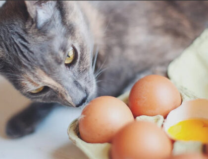 What human foods can cats eat?