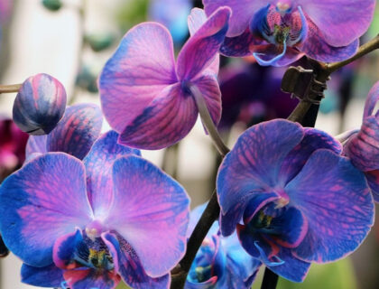 What is best potting mix for orchids?