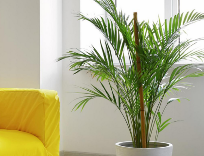 Areca Palm Care and Benefits
