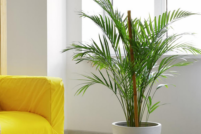 Areca Palm Care and Benefits