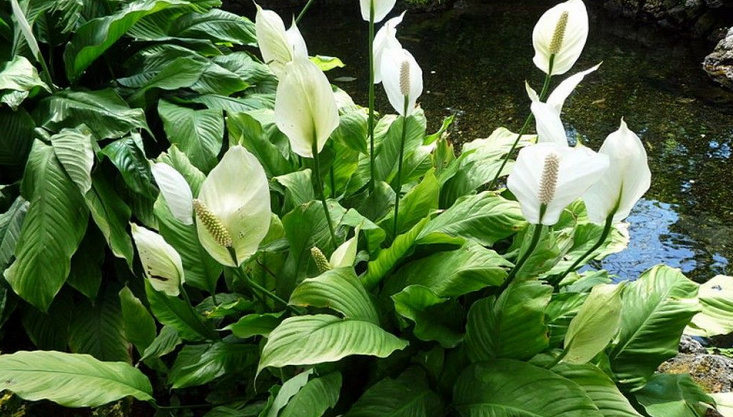 How often do you water a peace lily?