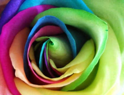 Is There a Rainbow Rose