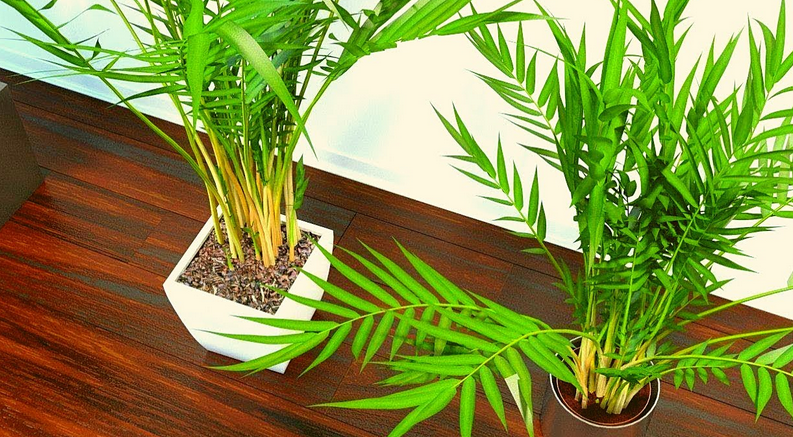 How do I keep my areca palms healthy?