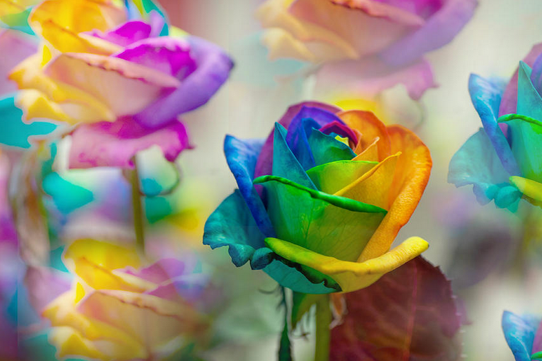 Do black rainbow roses exist?