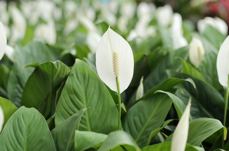 Peace Lily Care Tips