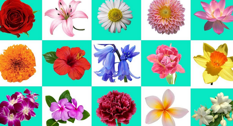 Which flower has the most colours?