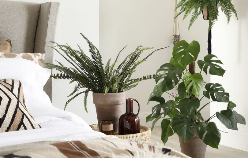 Which plant is best for bedroom?
