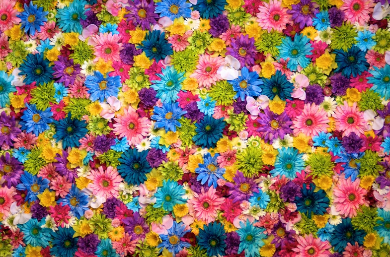 Which Flower Has 7 Colours