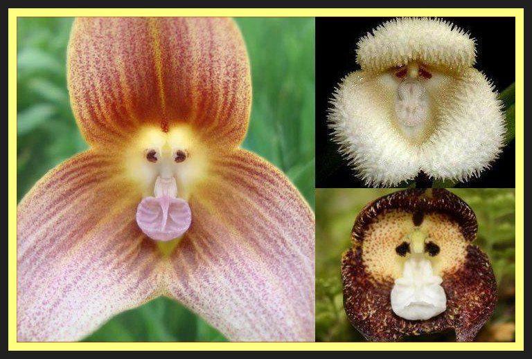 Does the Orchid Flower Like the Sun?