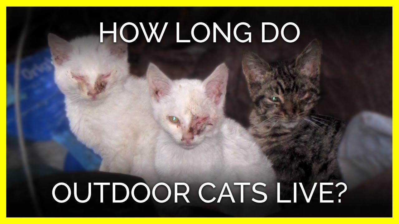 How Long Do Cats Live?