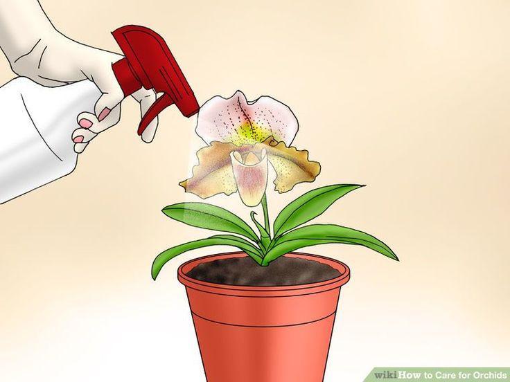How to Care For Orchid Flower