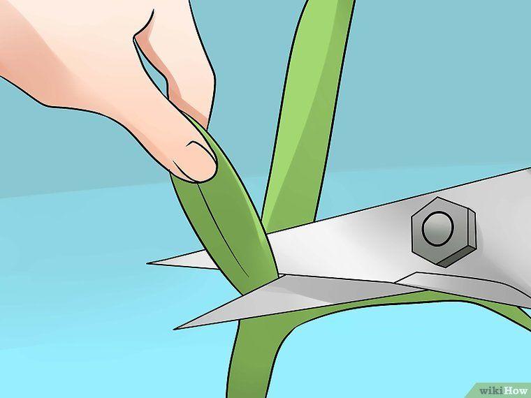How to prune orchid leaves?