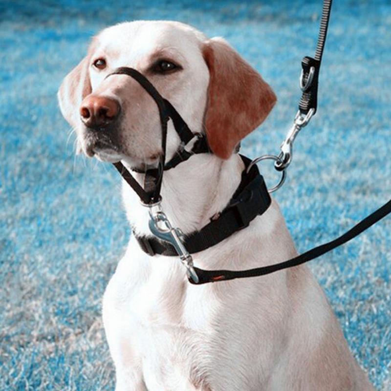 The Best Training Collar For Stupendous Dogs