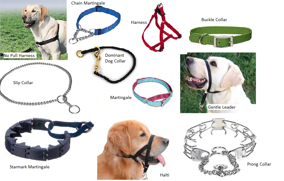 The Best Training Collar For Stupendous Dogs