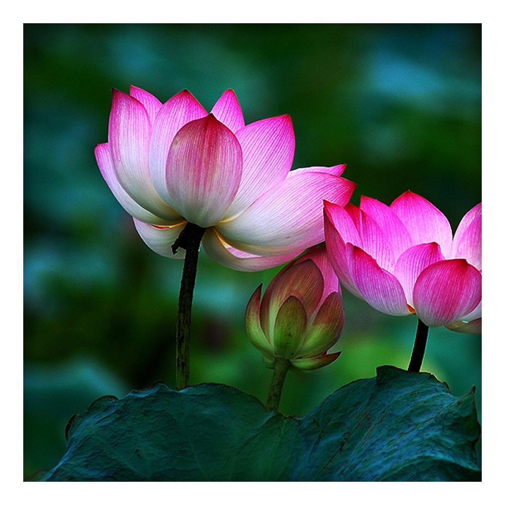 What Does the Lotus Flower Represent?
