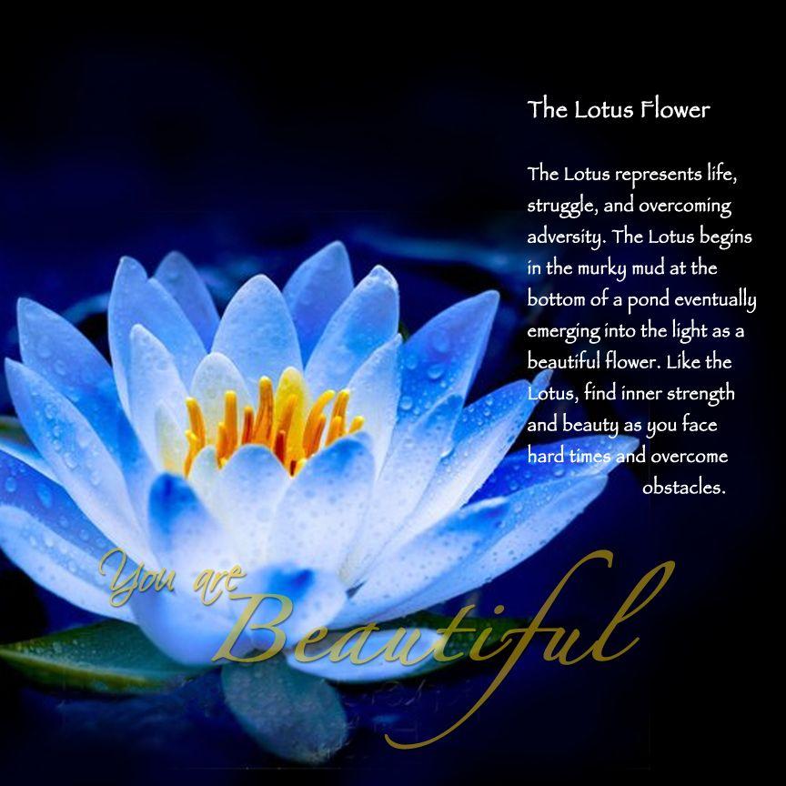 what-does-the-lotus-flower-really-mean-a-guide