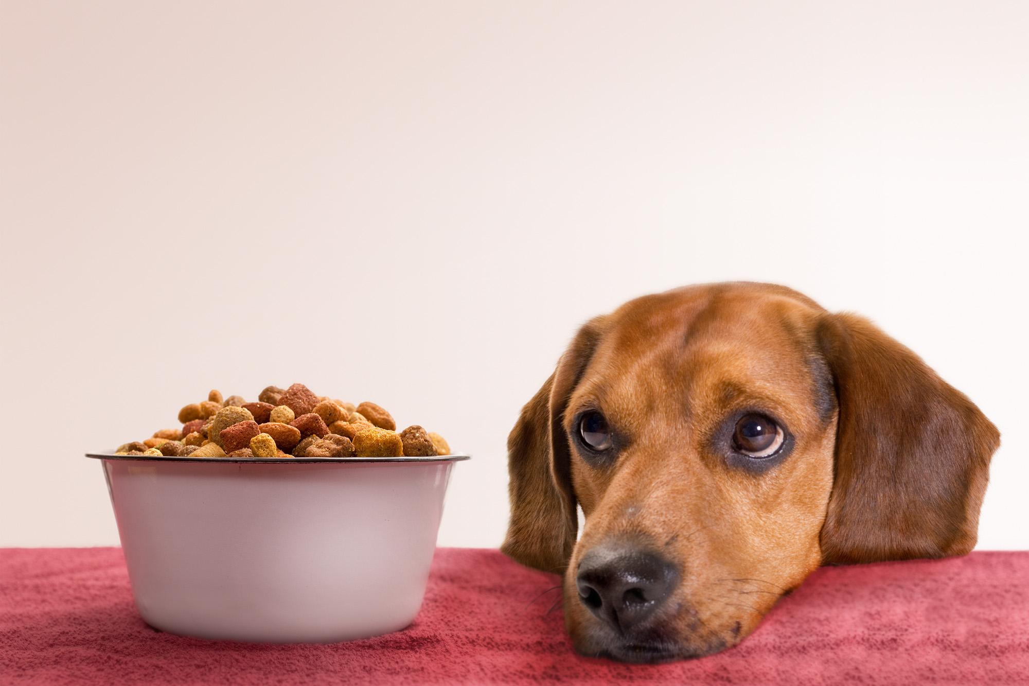 What to Consider When Choosing Dog Food