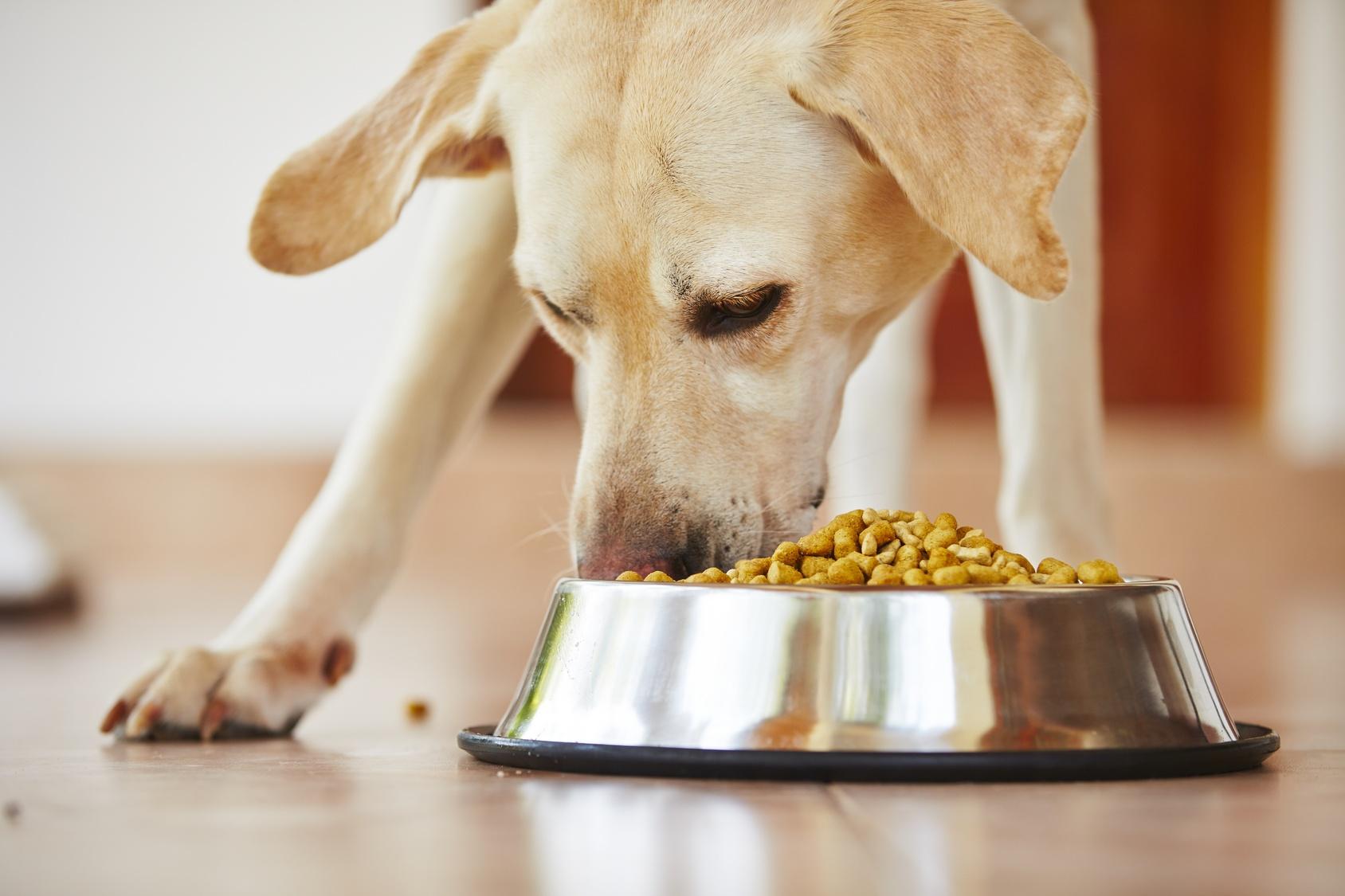 What to Consider When Choosing Dog Food