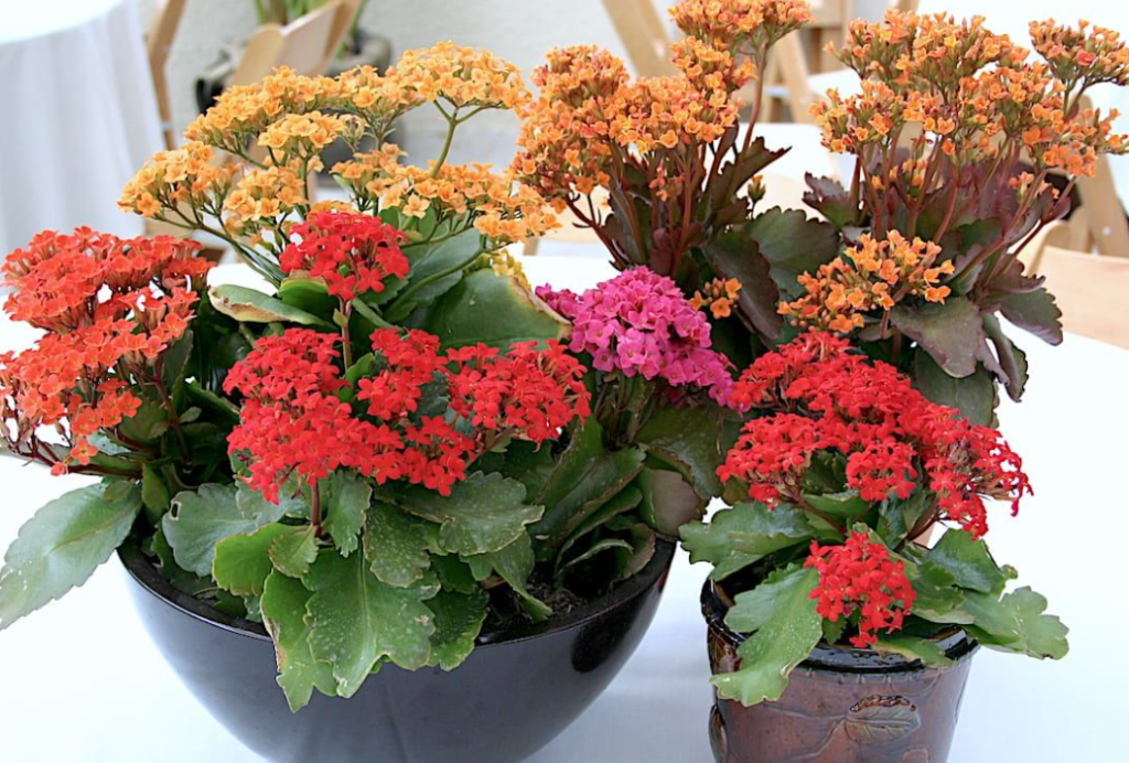 How to Care For Kalanchoe Properly?