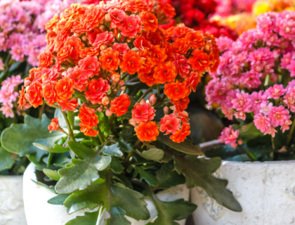 How to Care For Kalanchoe