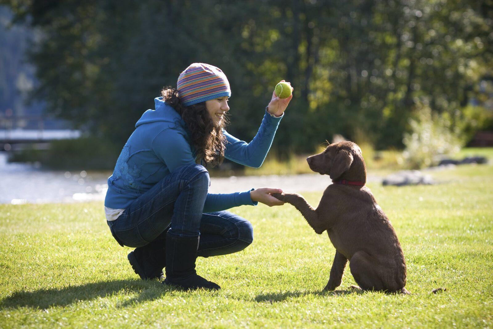 Mastering Doberman Training: Tips and Tricks for a Well-Behaved Pup