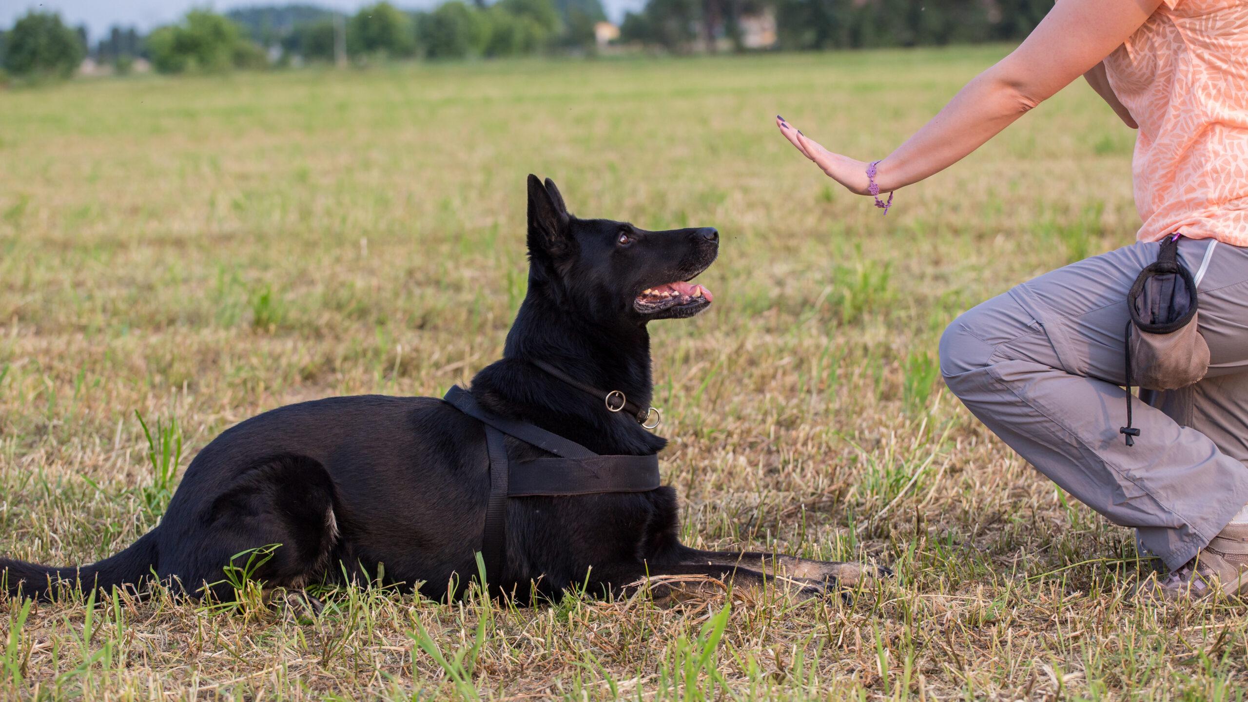 On Command: The Power of Consistent Training in Developing Obedient Dogs