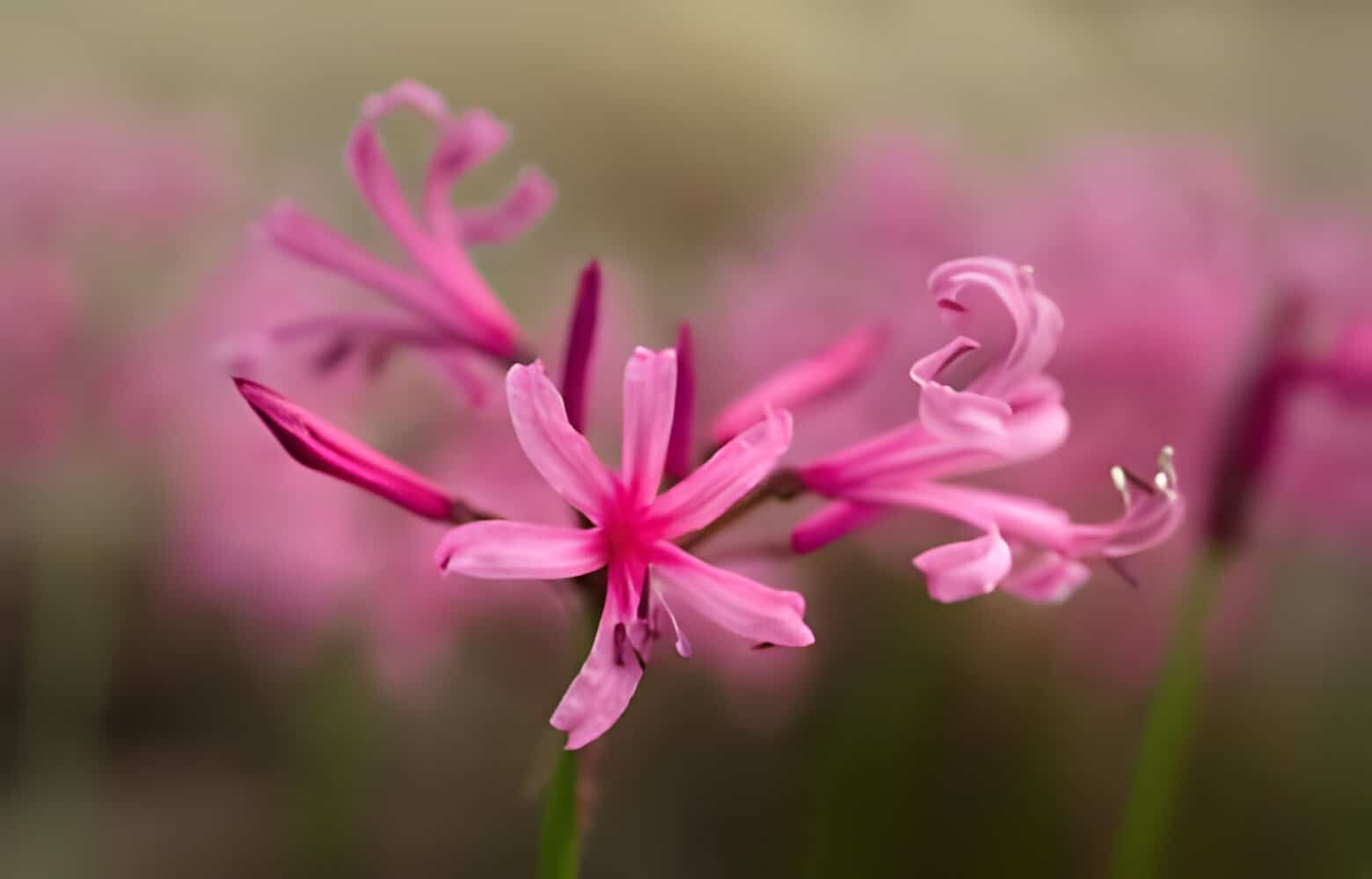 All About Nerine Flowers – Blog Masters